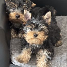 Yorkshire Terrier Puppies from Yorkie Puppies Redwood Ranch Chicago