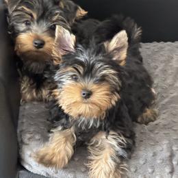 Yorkshire Terrier Puppies from Yorkie Puppies Redwood Ranch Chicago