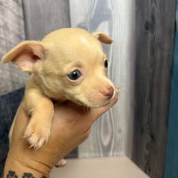 Sebastian - Cream and white male Chihuahua puppy in Sherwood, Arkansas from Bartelt Breeders