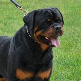Kliff - Rottweiler