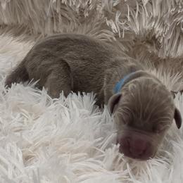 Mariah - Silver female Great Dane puppy in Colorado Springs, Colorado from Pilot Danes