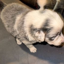 Gilligan - Tri-color male Border Collie puppy in Foley, Alabama from Bama Border Collies