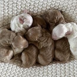 Reserve Little Scoop 1 (M) - Red  male Goldendoodle puppy in Modesto, California from Central Valley Canine Companions