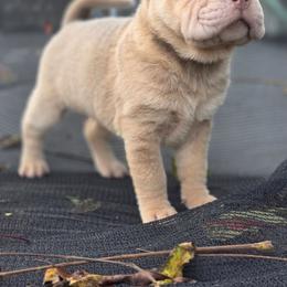 Reba - Isabella dilute female Chinese Shar-Pei puppy in Salem, Ohio from WrinkleMonsters