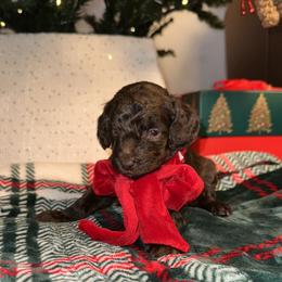 Vera Wang - Brown female Bernedoodle puppy in Ohio from Moore Doodles
