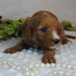 Scarlett - Red female Cavapoo puppy in Mountain Grove, Missouri from Dogwood & Sassafras Companions