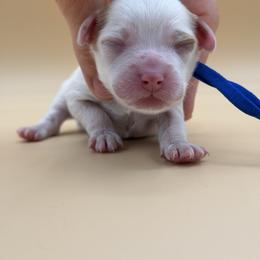 Blue - Red male Australian Labradoodle puppy in Sacramento, California from Adorable Labradoodle