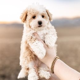Goldendoodle and Havapoo Puppies from Lady Paws Puppies
