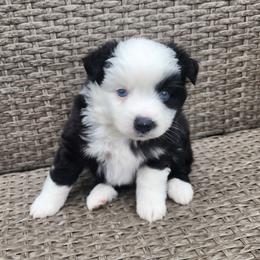 Mercy - Black & white female Miniature Australian Shepherd puppy in Marysville, Washington from Garay Mini Aussies
