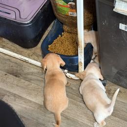 Dachshund Puppies from Witchy Woman’s Wiener’s