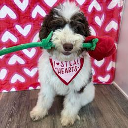 Java - Brown and white male Bernedoodle puppy in Buffalo, Illinois from Pear Tree Pups