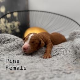 Pine - Red female Bernedoodle puppy in Ocala, Florida from Bernedoodles of Florida