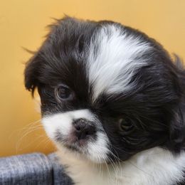 Girl 2 - Black and white female Japanese Chin puppy in Vernon, Connecticut from Chin Babies