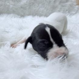 Dustin - White male Great Dane puppy in Montgomery, Texas from KD Sweet Southern Danes
