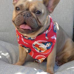 Penelope - French Bulldog
