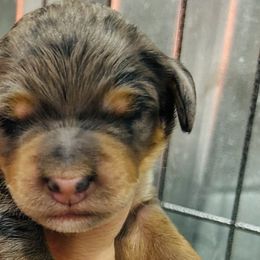 Girl 4 - Brown Bernedoodle puppy in Macon County, North Carolina from Mountain Doodles