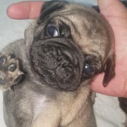 Boy 2 - Fawn male Pug puppy in Gadsden, Alabama from Carla's Pugs