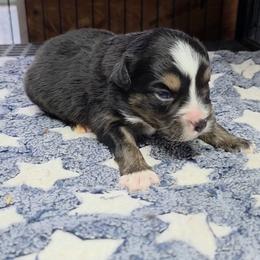Moose - Black tri male Toy Australian Shepherd puppy in Leonard, Texas from Tin Roof Aussies