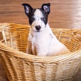 Rick - Blue mottled male Australian Cattle Dog puppy in Marana, Arizona from Impact 3rd Australian Cattle Dogs