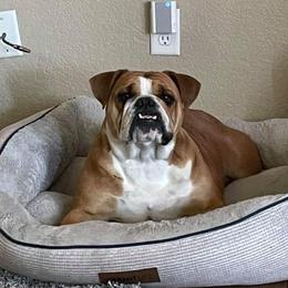 Hazel - Bulldog
