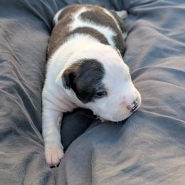 Boy 1 - Black brindle male American Staffordshire Terrier puppy in Conley, Georgia from Cicero Kennels