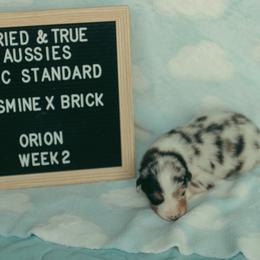 Orion - Blue merle male Australian Shepherd puppy in Cotati, California from Tried and True Aussies