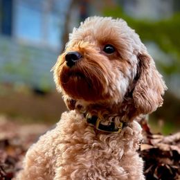 Phoenix - Goldendoodle