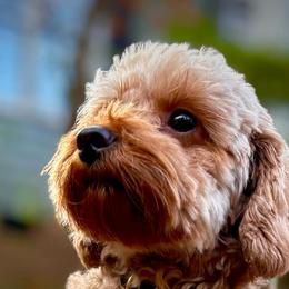 Phoenix - Goldendoodle