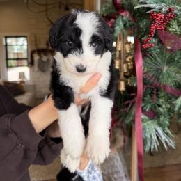 Cindy Lou - Black and white female Bernedoodle puppy in Yuba City, California from Ranch House Doodles