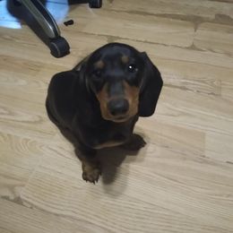 Dachshund Puppies from DANIELLE HURT