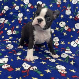 Bob - Black brindle and white male Boston Terrier puppy in Fillmore, Illinois from Wind Hill Puppies