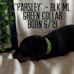 Parsley - Black and rust male Doberman Pinscher puppy in Wellington, Ohio from Jessie (TDD, llc)