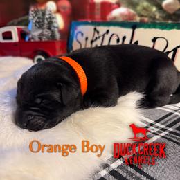 Boy 6 - Black male Labrador Retriever puppy in Plymouth, North Carolina from Duck Creek Kennels