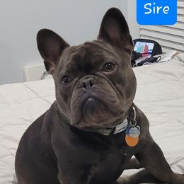 Bruce - French Bulldog
