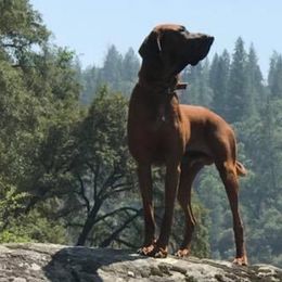 Redbone Coonhounds from Robert's Coonhounds