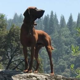 Redbone Coonhounds from Robert's Coonhounds