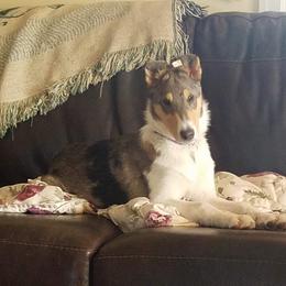 Collie Puppies from Qualteri Collies