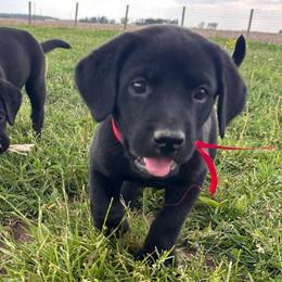 Red collar - Black male Labrador Retriever puppy in Decatur, Indiana from Sporting Ridge K9’s