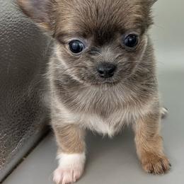 Misses Heart - Blue female Chihuahua puppy in Westport, New York from Chantilly chihuahuas