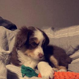 Aussiedoodle and Miniature Australian Shepherd Puppies from Maple Ridge Mini Aussies