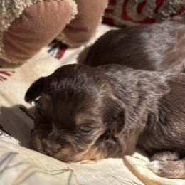 Boy 4 - Chocolate male Havanese puppy in East Lansing, Michigan from VanCort's Happy Havanese