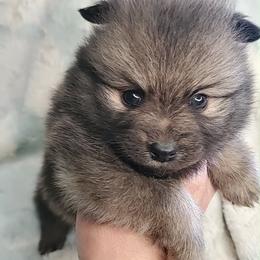 Boy 1 - Orange sable male Pomeranian puppy in Tulsa County, Oklahoma from CP Kennels