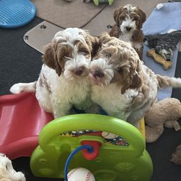 Goldendoodle Puppies from Texas Bella Doodles