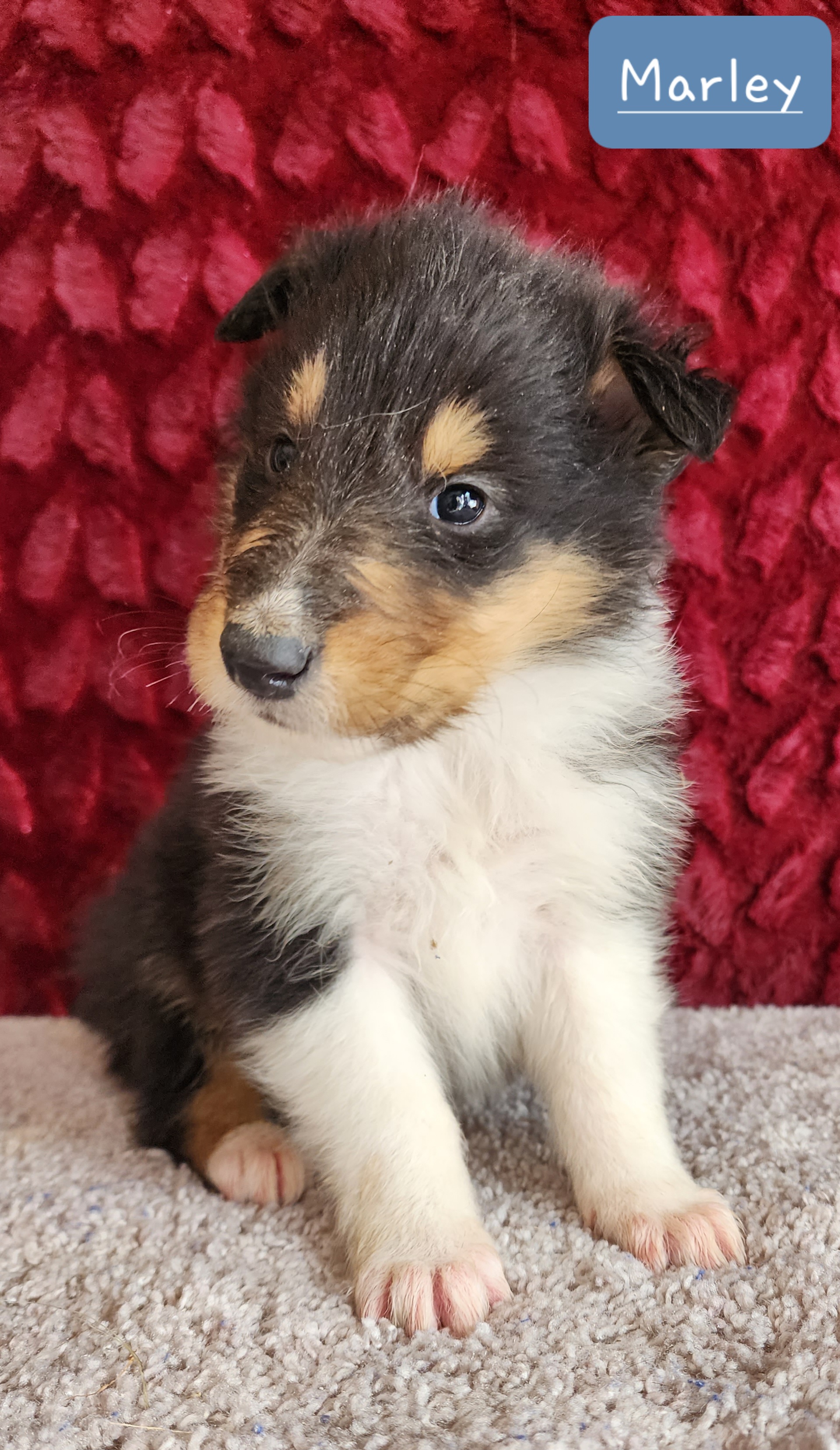 Collies from Deborah's Collies