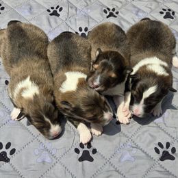 Shetland Sheepdog puppies from Triple S Shelties