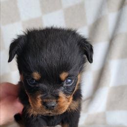 Brown boy - Black and mahogany male Rottweiler puppy in Custer County, Oklahoma from Rough Creek Kennels