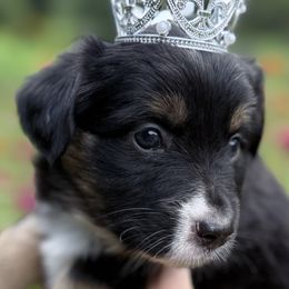 Daisy - Black tri female Miniature Australian Shepherd puppy in Romney, West Virginia from South Branch Mini Aussies