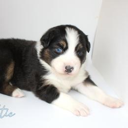 BTF - Black tri-color female Australian Shepherd puppy in Camp Springs, Kentucky from Diamond Paws Australian Shepherds