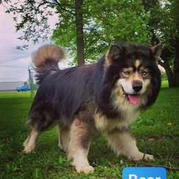 Bear - Siberian Husky