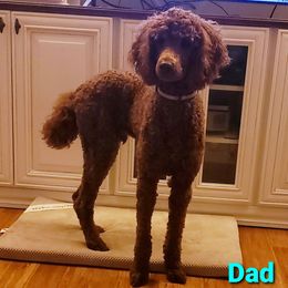 Buddy - Poodle